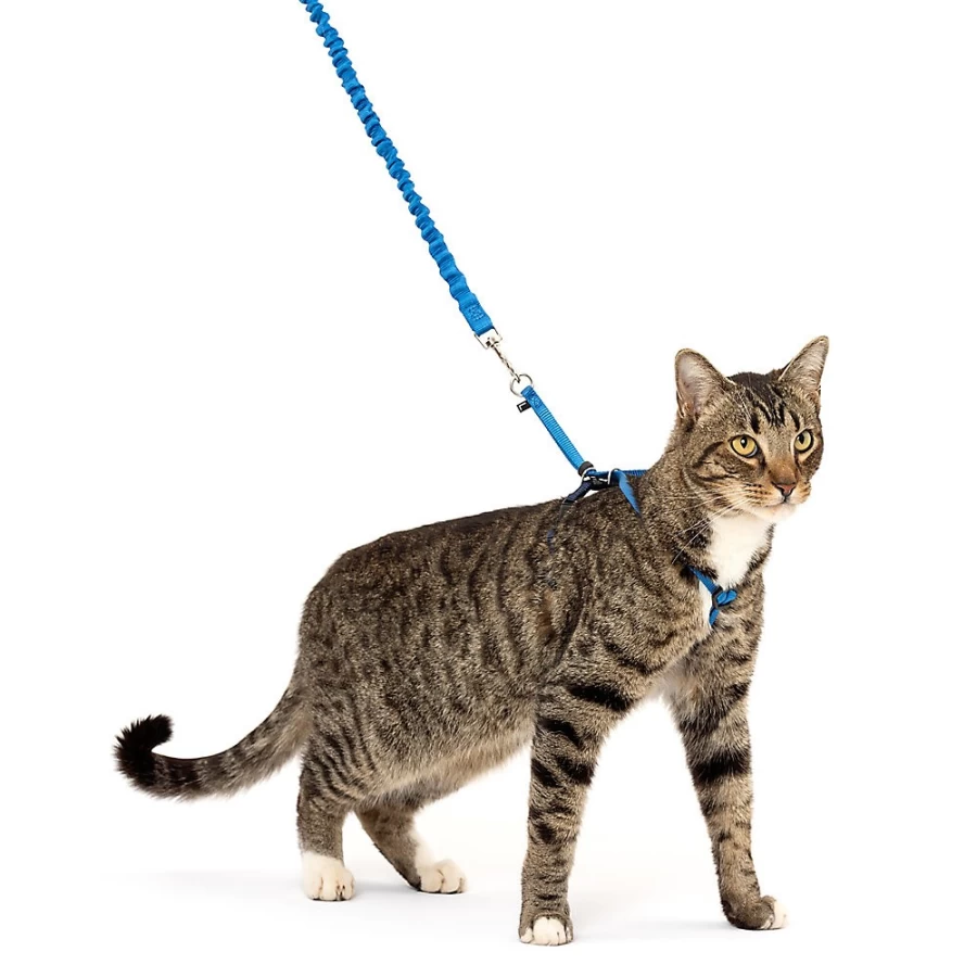 PetSmart Come with Me Kitty Harness & Stretchy Bungee Leash for Safe Cat Walking