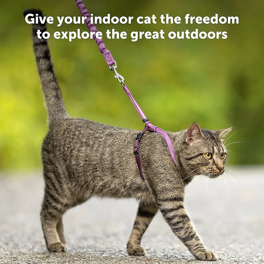 PetSmart Come with Me Kitty Harness & Stretchy Bungee Leash for Safe Cat Walking