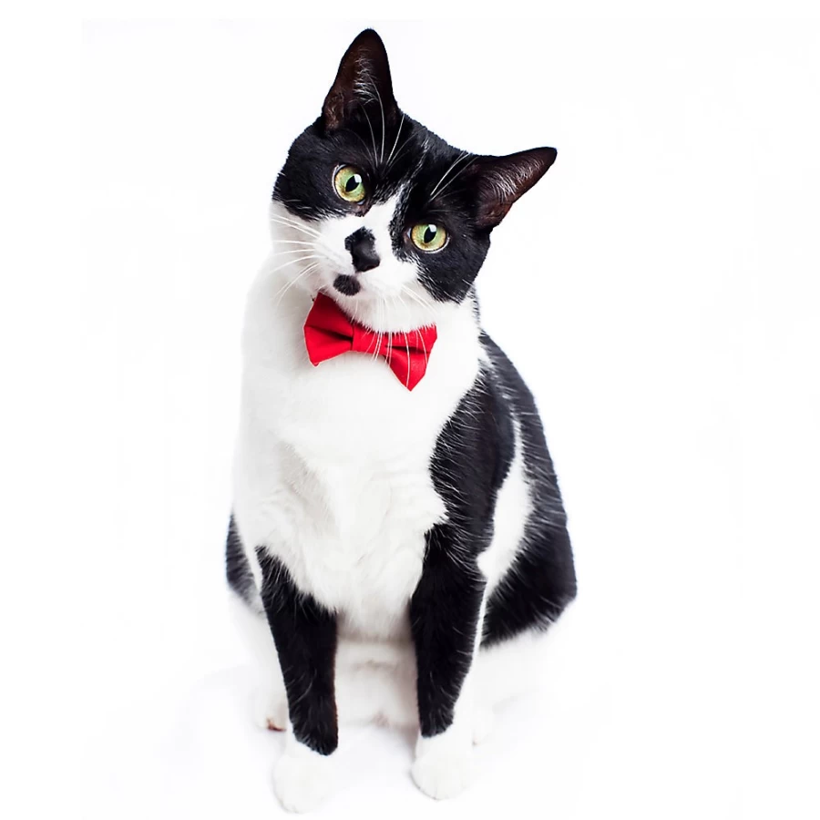 "PetSmart The Boss is In Cat Bow Tie - Sweet Pickles Style Pet Accessory"