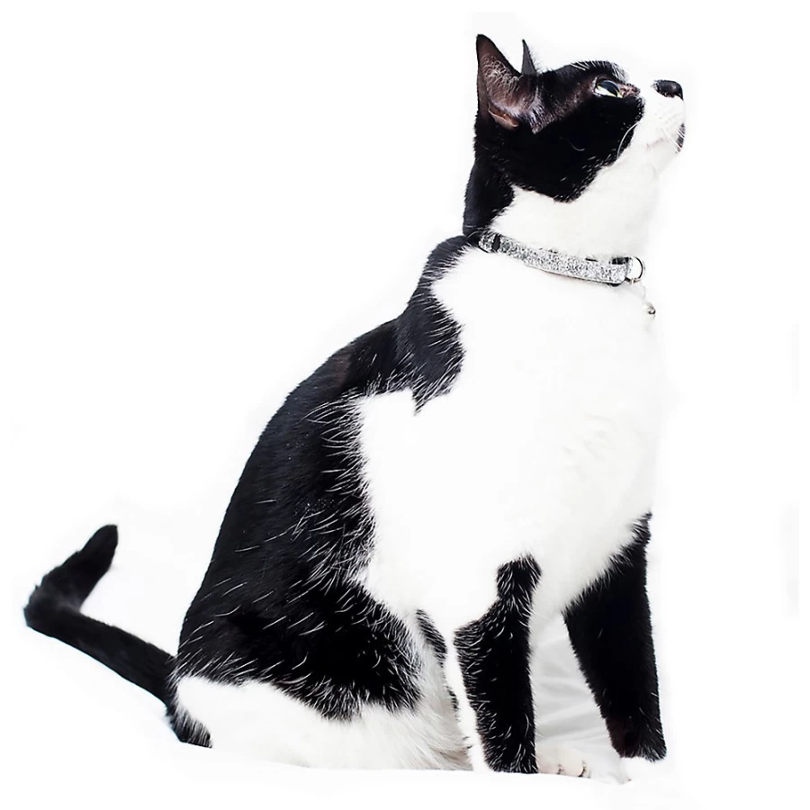PetSmart Sweet Pickles Superstar Breakaway Cat Collar - Safe & Stylish Kitten Collar
