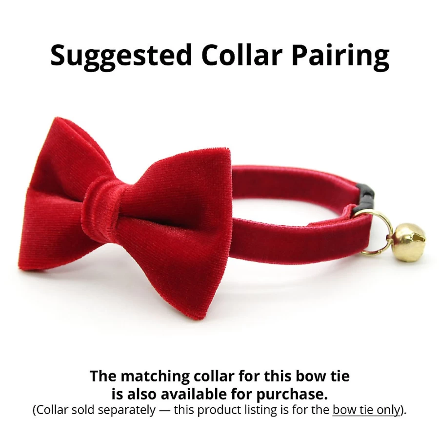 PetSmart Velvet Cat Bow Tie - Elegant Cat Collar Accessory by Cleo for Stylish Pets